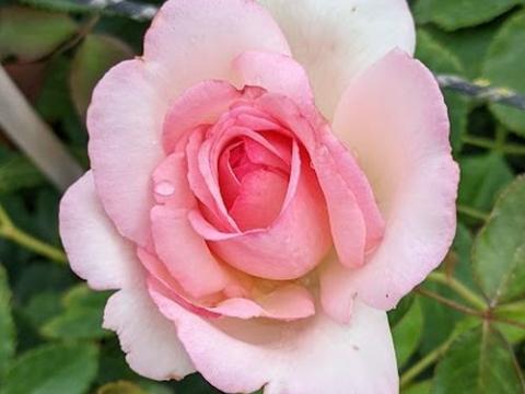 Rosa (klimroos)  'Eden Rose'®