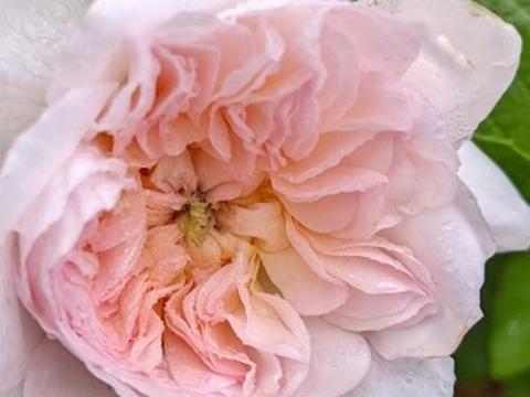 Rosa (Rom)  'Elisabeth'®