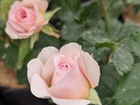 Rosa (Rom)  'Emily Brontë'®