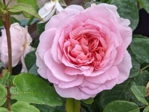 Rosa (Rom)  'Eustacia Vye'®