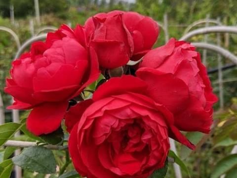 Rosa (klimroos)  'Florentina'