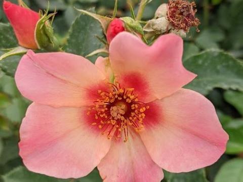 Rosa (Per) 'For Your Eyes Only'