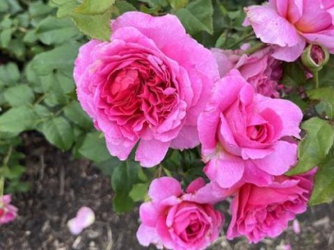 Rosa (Rom)  'Gabriel Oak' ®