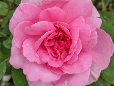 Rosa moyesii 'Geranium'  ( botanische roos)