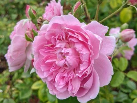 Rosa (Rom)  'Gertrude Jekyll'®