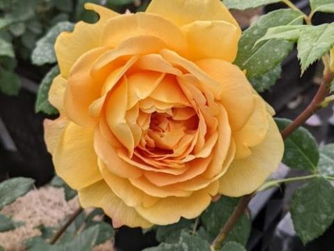 Rosa (Rom)  'Golden Celebration'
