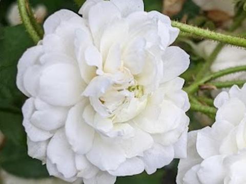 Rosa (klimroos)  'Guirlande d'Amour' ®