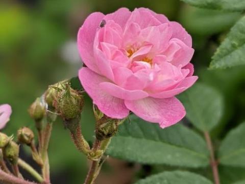 Rosa (klimroos)  'Guirlande Rose' ®