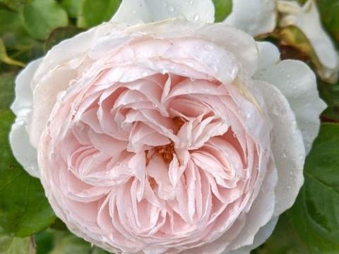 Rosa (Rom)  'Herzogin Christiana' ®
