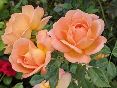 Rosa (Rom)  'Lady of Shalott'®