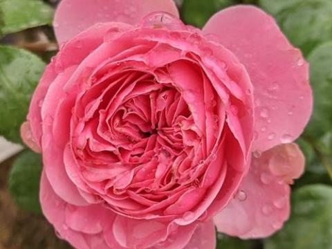 Rosa (Rom)  'Leonardo Da Vinci'®