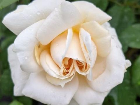 Rosa (Rom)  'Lions-Rose' (Champagne Moment)'®