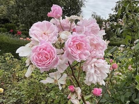Rosa (stamroos)  'Marie Pavic'