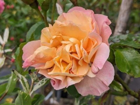 Rosa (stamroos)  'Marie Curie'