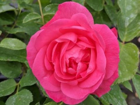 Rosa (trosroos)  'Melrose'