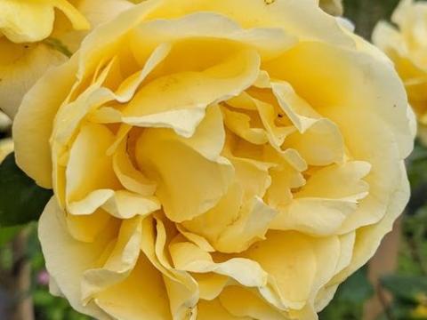 Rosa (Rom)  'Michelangelo'®