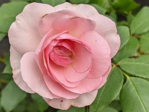 Rosa (klimroos)  'Mini Eden Rose' ®