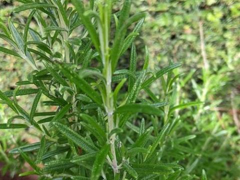 Rosmarinus officinalis