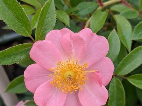 Rosa (klimroos)  'Open Arms'