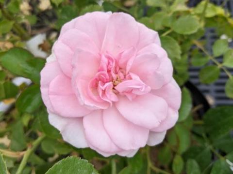 Rosa (trosroos)  'Pearl Mirato'®