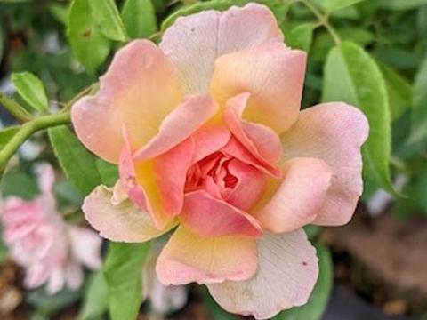 Rosa (klimroos)  'Phyllis Bide'