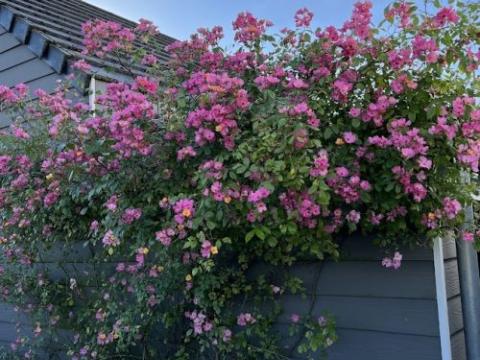 Rosa (klimroos)  'Plaisanterie' ®