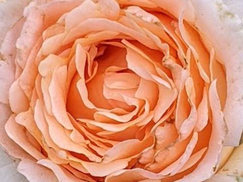 Rosa (klimroos)  'Polka'®