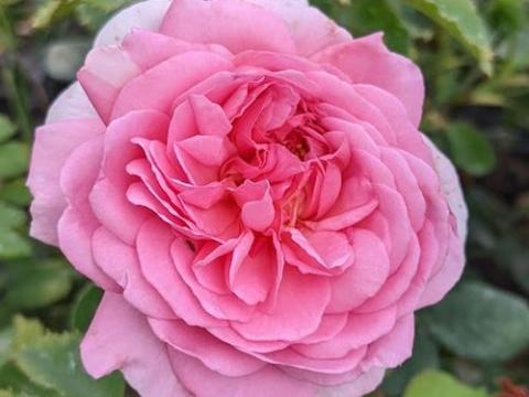 Rosa (Rom)  'Princess Alexandra of Kent'®