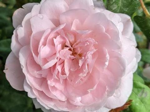 Rosa (Rom)  'Queen of Sweden'®