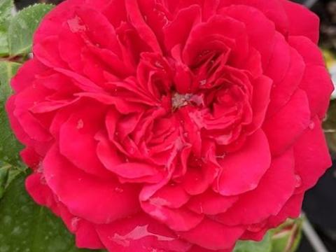 Rosa (Rom)  'Red Leonardo da Vinci'®