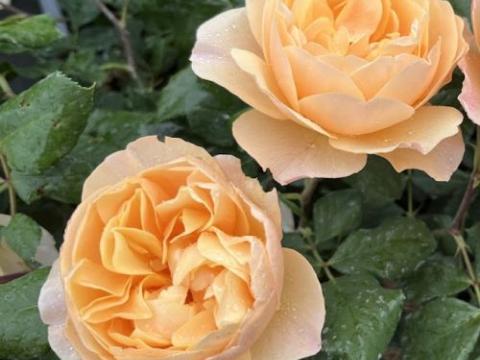 Rosa (Rom)  'Roald Dahl'®