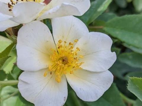 Rosa (H)  'Rosalita'