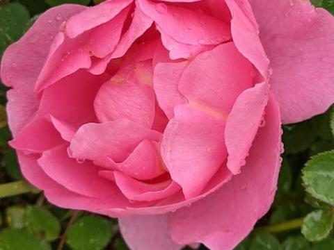 Rosa (Rom)  'Royal Jubilee'®