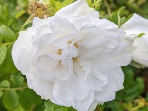 Rosa rugosa  'Blanc Double de Coubert'