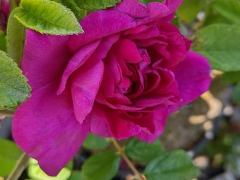 Rosa rugosa 'Hansa'