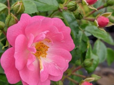 Rosa (stamroos) 'Satina'®