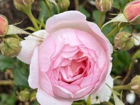 Rosa (Rom)  'Scepter d'Isle'®