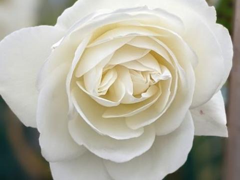 Rosa (trosroos) ' Schneewittchen' ® (Iceberg)