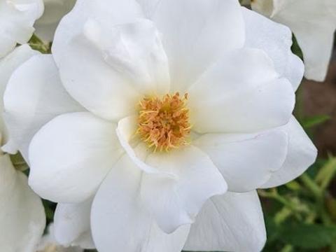Rosa (Klimroos)  'Clim. Schneewittchen' ®