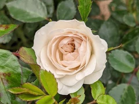Rosa (mini) ' Sea Foam'