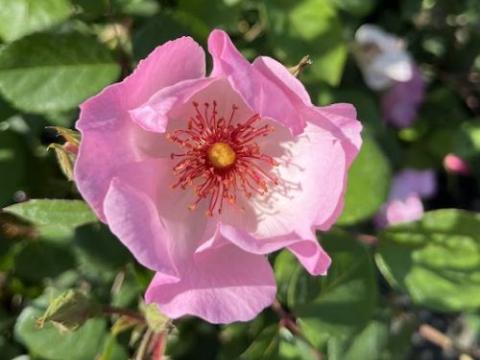 Rosa (klimroos)  'Sourire d' Isabelle'®