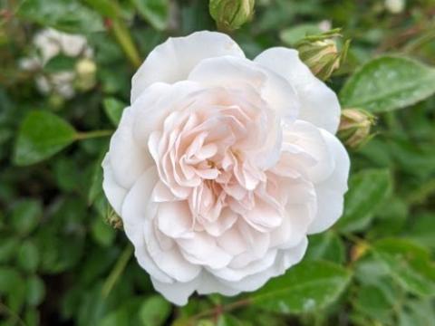 Rosa (mini) ' Swany' ®