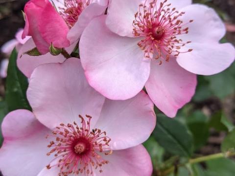 Rosa (H) ' Sweet Pretty' ® (Astronomia)