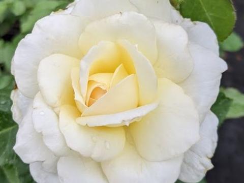 Rosa (Rom)  'Tchaikovski '®