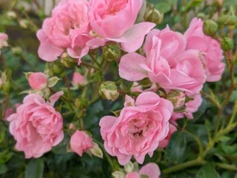 Rosa (mini) ' The Fairy'