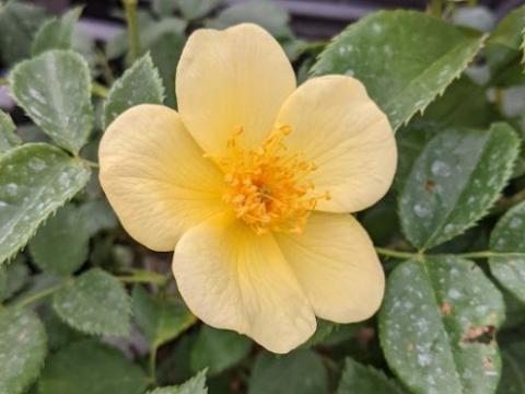 Rosa (Rom)  'Tottering by Gentle'®