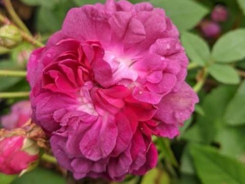 Rosa (H)  'Tuscany Superb'