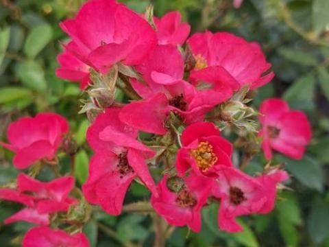 Rosa (H)  'Vif Eclat'®