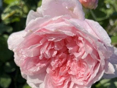 Rosa (Rom)  'Wisley 2008'®