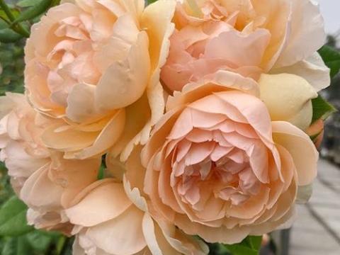 Rosa (Rom)  'Wollerton Old Hall'®